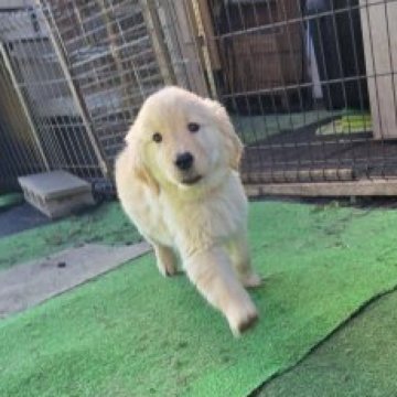 ゴールデンレトリバー【茨城県・女の子・2025年8月14日・ゴールド】の写真「遊ぶの大好き💕女の子👧」