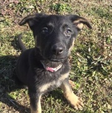 ジャーマン・シェパード・ドッグ【茨城県・女の子・2025年9月27日・ブラック&タン】の写真「とても甘えん坊の女の子👧」