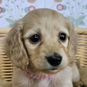 ミニチュアダックスフンド(ロング)【茨城県・女の子・2025年7月9日・イエロー】の写真「お耳ふりふりプリティー女子👧」