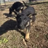 ジャーマン・シェパード・ドッグ【茨城県・女の子・2025年9月27日・ブラック&タン】の写真4