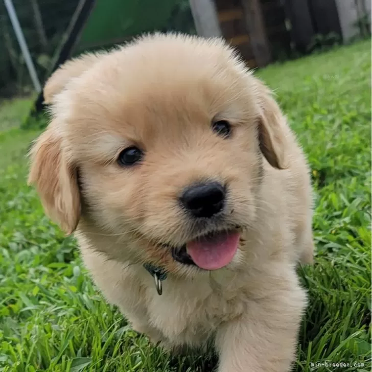 ID：2408-00113の子犬