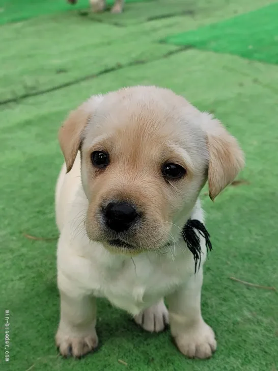 ID:2201-03598の子犬