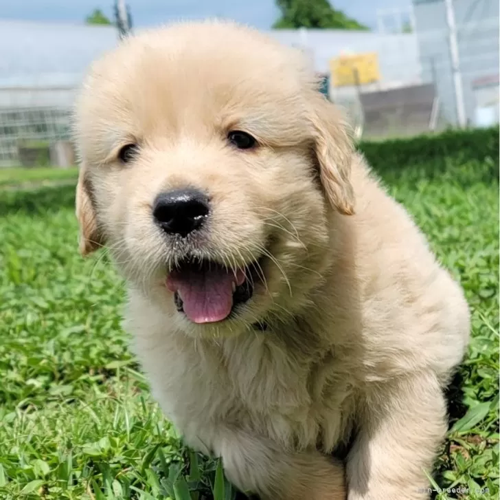 ID:2408-00086の子犬