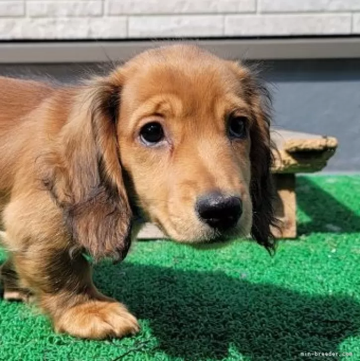 ID:2402-02716の子犬