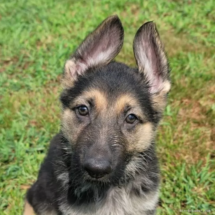K.S 様のお迎えした子犬