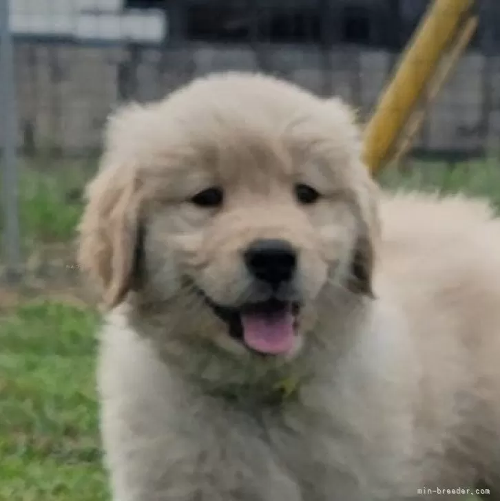 ID:2408-03255の子犬