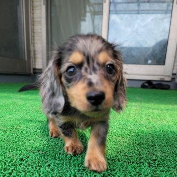 ミニチュアダックスフンド(ロング)【茨城県・男の子・2024年5月13日・シルバーダップル】の写真「とっても小さな男の子👦♂」
