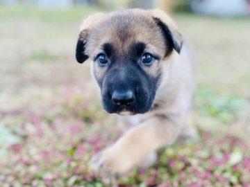 ジャーマン・シェパード・ドッグ【茨城県・女の子・2020年10月10日・ウルフ】の写真「追求訓練系統の子です。父方は警戒訓練もしています。」