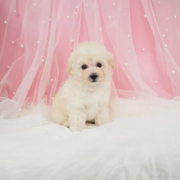 ID：2509-02673の子犬