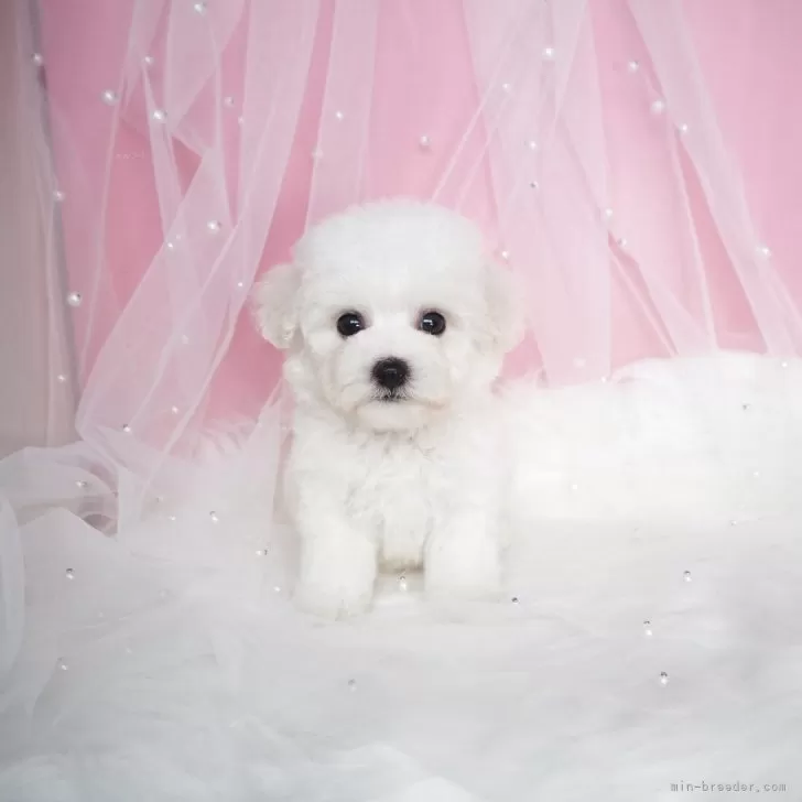 RL 様のお迎えした子犬