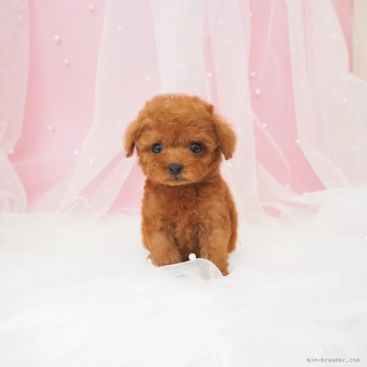 ID:2509-08391の子犬