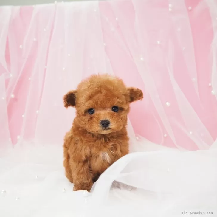 ID：2510-07974の子犬