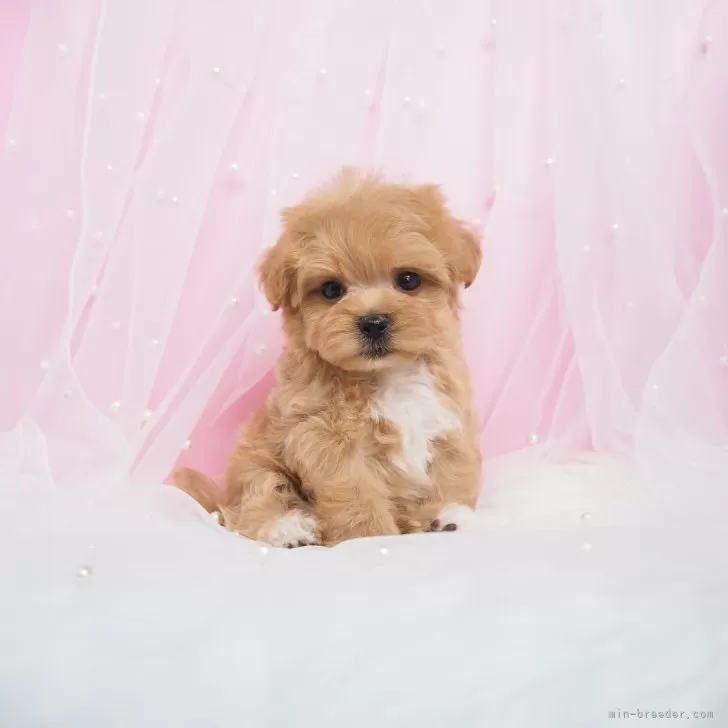 ID:2506-06136の子犬