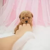 ティーカッププードル