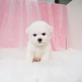 ビションフリーゼ