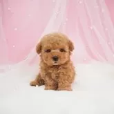 ティーカッププードル