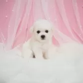 ビションフリーゼ