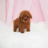 ティーカッププードル