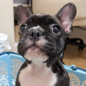 フレンチブルドッグ【静岡県・男の子・2025年5月19日・ブリンドル】の写真「元気いっぱいの可愛い男の子です💕!」