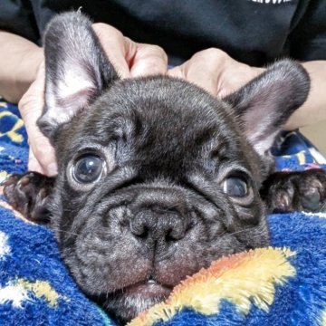 フレンチブルドッグ【静岡県・男の子・2025年5月2日・ブリンドル】の写真「とても元気な赤ちゃんです。」
