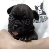 フレンチブルドッグ