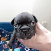 フレンチブルドッグ