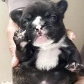 フレンチブルドッグ