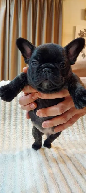 ID:2112-03571の子犬