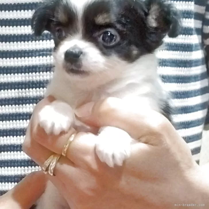 ID：2505-07381の子犬