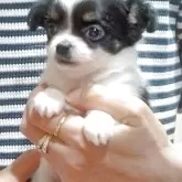チワワ(ロング)