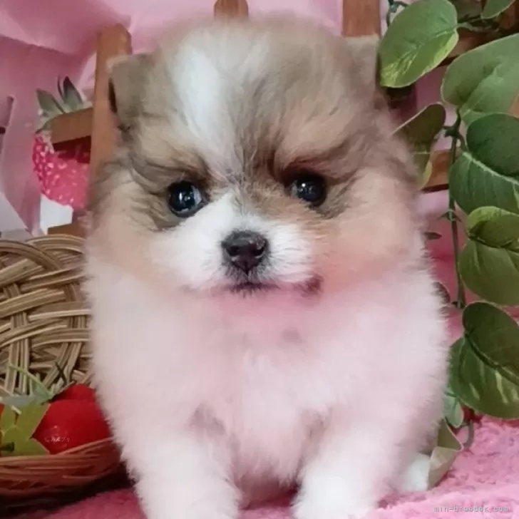 ID：2505-01233の子犬