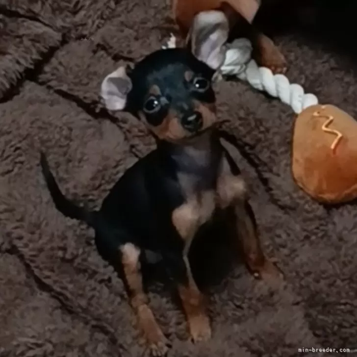 ID:2504-04813の子犬