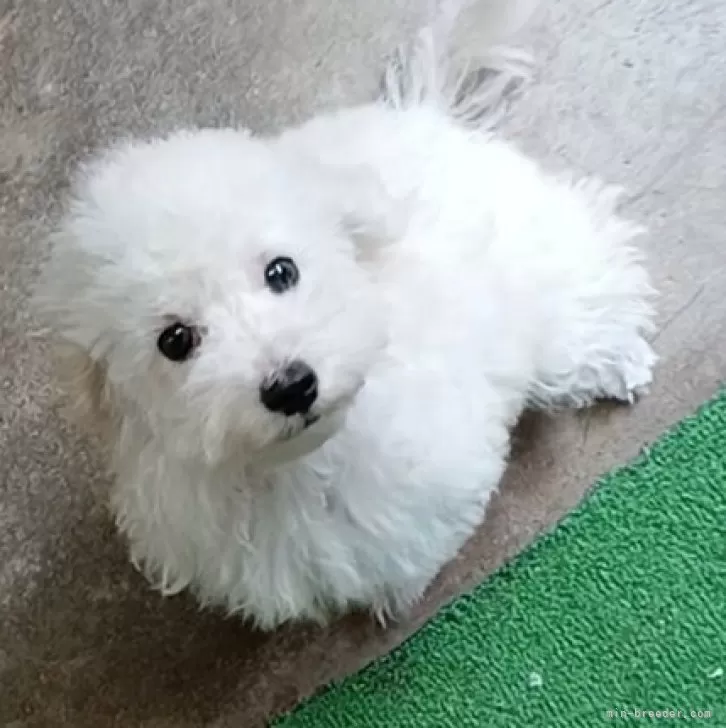 ID:2506-06083の子犬