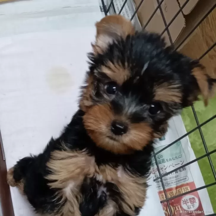 まめたろう 様のお迎えした子犬