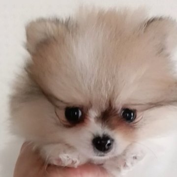 ポメラニアン【大阪府・男の子・2025年10月7日・ホワイト&オレンジ(パーティー)】の写真「元気いっぱいお友達と遊んでます」