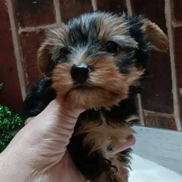 ヨークシャーテリア【大阪府・男の子・2025年9月14日・スティールブルー&タン】の写真「お目々クリクリ可愛い男の子」