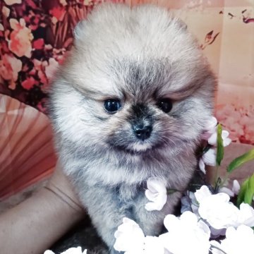 ポメラニアン【大阪府・男の子・2025年2月19日・オレンジ】の写真「ほっぺた胸は白っぽいオレンジの男の子です。」