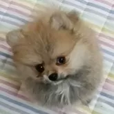 ポメラニアン