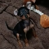 ミニチュアピンシャー