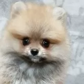 ポメラニアン