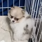 ポメラニアン