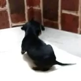 ミニチュアピンシャー【大阪府・男の子・2025年10月1日・ブラック・タン】の写真5「オッポ切ってません」