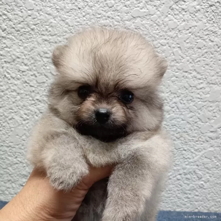 ハルモト 様のお迎えした子犬