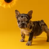 フレンチブルドッグ