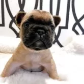 フレンチブルドッグ