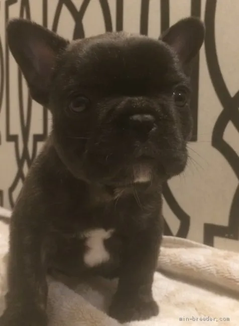 ID:2012-02318の子犬