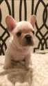 フレンチブルドッグ【山梨県・男の子・2021年7月20日・クリーム】の写真2「お耳が立ったらもっとイケメンの予感💜」