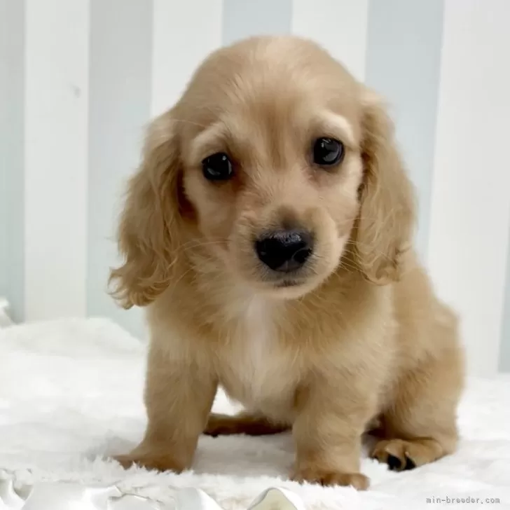 ID:2507-04408の子犬