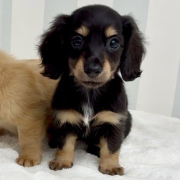 ミニチュアダックスフンド(ロング)【埼玉県・女の子・2025年5月1日・ブラック・タン】の写真「専門犬舎で安心✧総額表示✧︎カニヘンサイズ美人さん」