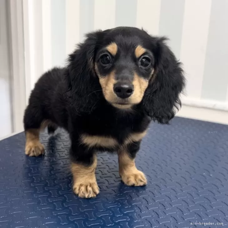 ID:2409-01071の子犬